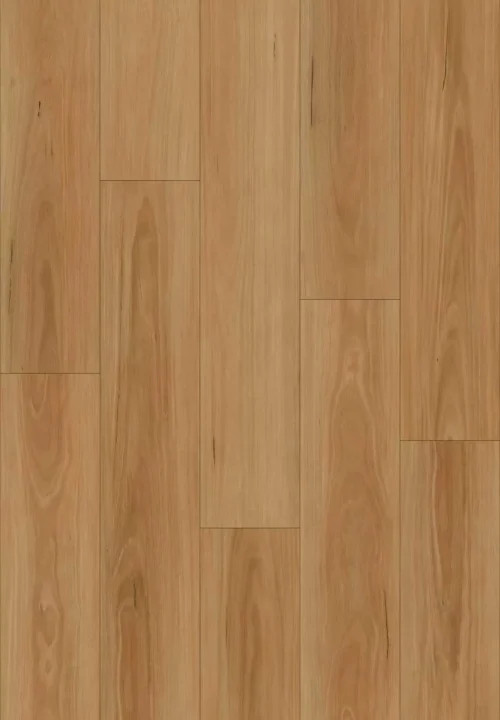 Spotted Gum (BBL17)